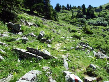 Alpine mera ve çayırlar Alviergruppe dağ silsilesi - Canton St. Gallen, İsviçre eteklerinde