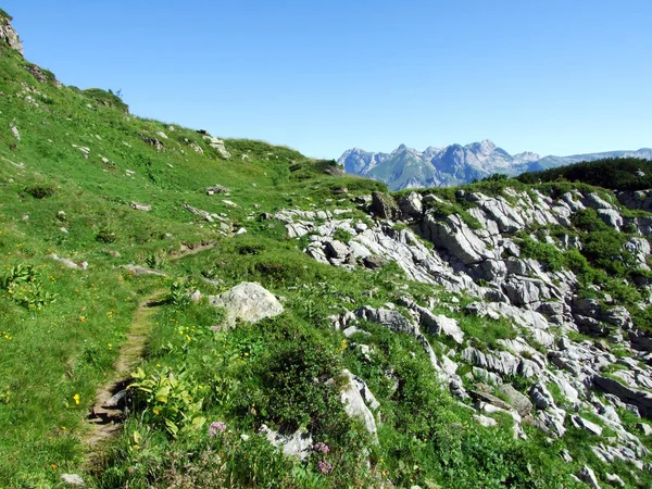 Alpesi Legelők Rétek Lejtőin Alviergruppe Hegység Gallen Kanton Svájc — Stock Fotó