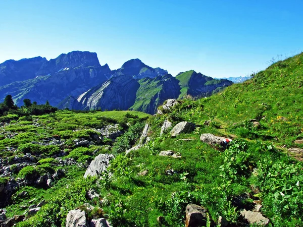 Alpesi Legelők Rétek Lejtőin Alviergruppe Hegység Gallen Kanton Svájc — Stock Fotó