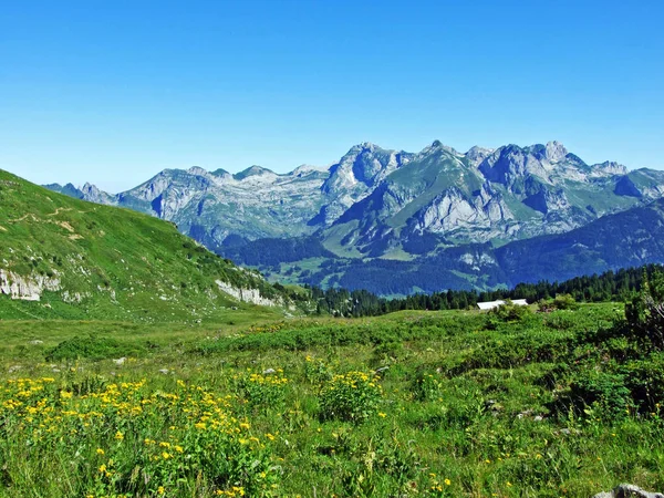 阿尔维格鲁佩山脉山坡上的阿尔卑斯山牧场和草地 瑞士圣加仑州 — 图库照片