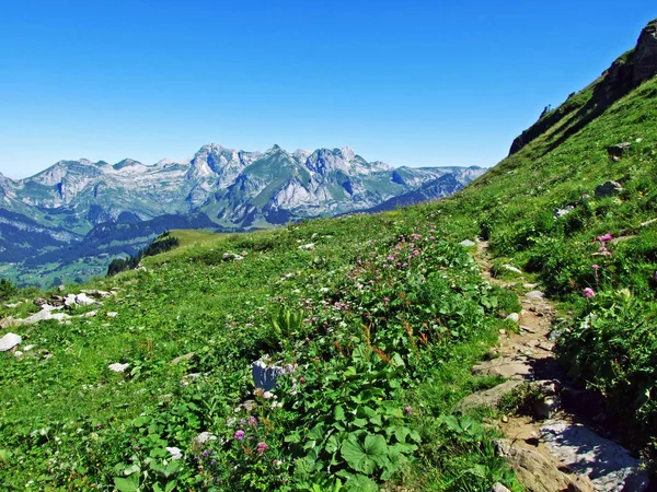 Alpské Pastviny Louky Svazích Alviergruppe Pohoří Kantonu Gallen Švýcarsko — Stock fotografie
