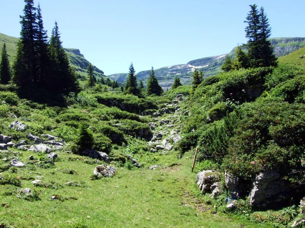 Alpages Prairies Alpines Sur Les Pentes Chaîne Montagnes Alviergruppe Canton — Photo