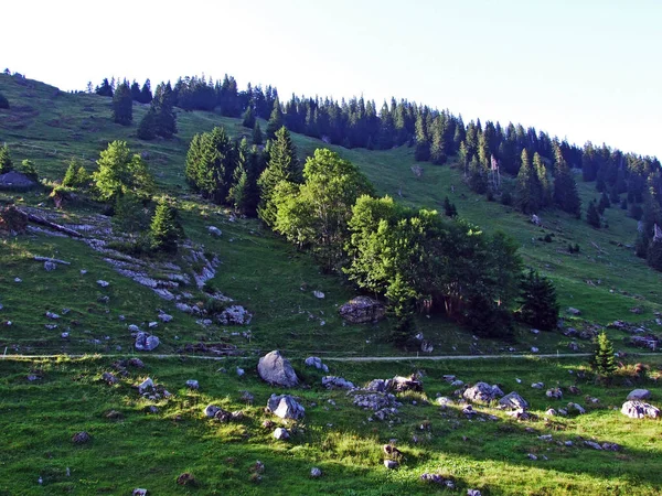 Пастухи Метеоры Склонах Горного Хребта Альвиль Кантон Санкт Галлен Швейцария — стоковое фото