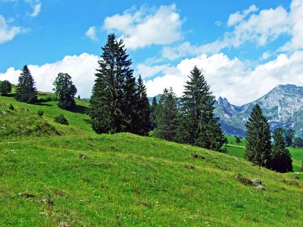 高山の牧草地と Alviergruppe ザンクト ガレンのカントン スイス連邦共和国の斜面の牧草地 — ストック写真