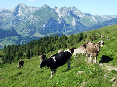 Alviergruppe Sıradağları yamaçlarındaki çayırlar üzerinde inekler-St. Gallen Kantonu, Isviçre
