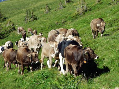 Alviergruppe Sıradağları yamaçlarındaki çayırlar üzerinde inekler-St. Gallen Kantonu, Isviçre