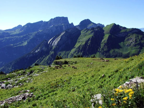 Pierres Rochers Chaîne Montagnes Alviergruppe Canton Saint Gall Suisse — Photo