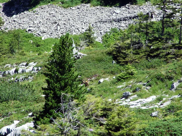 Stenen Rotsen Van Alviergruppe Bergketen Kanton Gallen Zwitserland — Stockfoto