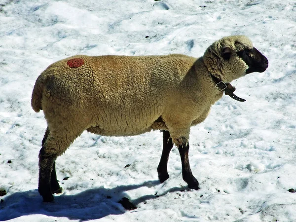 Sheeps Alpesi Legelőkön Alviergruppe Hegység Keresnek Felfrissülést Nyári Nap Gallen — Stock Fotó