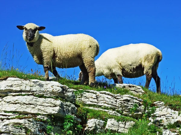 Sheeps Legelőkön Tableland Hegyvonulatok Alviergruppe Gallen Svájc — Stock Fotó