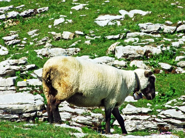 Sheeps Legelőkön Tableland Hegyvonulatok Alviergruppe Gallen Svájc — Stock Fotó