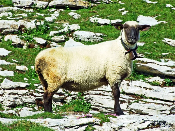 Sheeps Legelőkön Tableland Hegyvonulatok Alviergruppe Gallen Svájc — Stock Fotó
