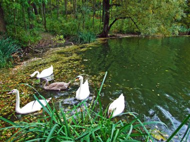 Doğa rezervi Wichenstein veya Naturschutzgebiet Wichenstein veya Wichenstein Weiher, Oberriet-St. Gallen Kantonu, Isviçre