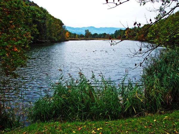 Natuurreservaat Wichenstein Naturschutzgebiet Wichenstein Wichenstein Weiher Oberriet Kanton Gallen Zwitserland — Stockfoto