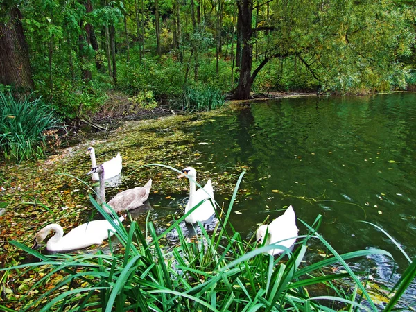 Naturreservat Wichenstein Eller Naturschutzgebiet Wichenstein Eller Wichenstein Weiher Oberriet Canton — Stockfoto