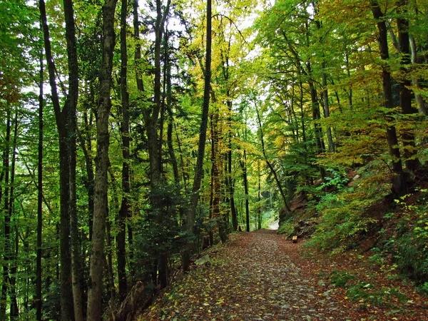 Frühherbst Laubwäldern Den Hängen Des Alpsteingebirges Und Rheintal Kanton Gallen — Stockfoto