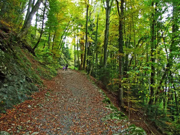 Début Automne Dans Les Forêts Feuillus Sur Les Pentes Chaîne — Photo