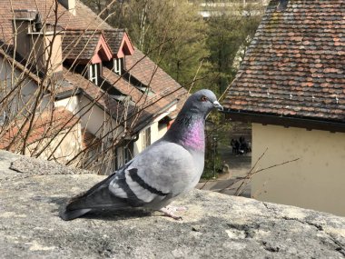 İç güvercin (Columba Livia Domestica) veya Die Haustaube