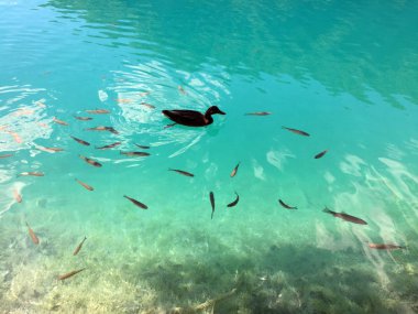 Plitvice Gölleri Milli Parkı veya Nacionalni Park 'ın Flora ve fauna, UNESCO doğal dünya mirası olan Plitvicka Jezera-Plitvica, Hırvatistan