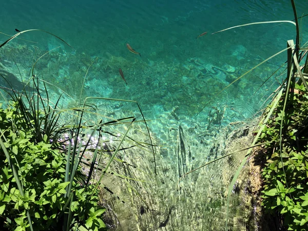 Plitvice Gölleri Milli Parkı veya Nacionalni Park 'ın Flora ve fauna, UNESCO doğal dünya mirası olan Plitvicka Jezera-Plitvica, Hırvatistan