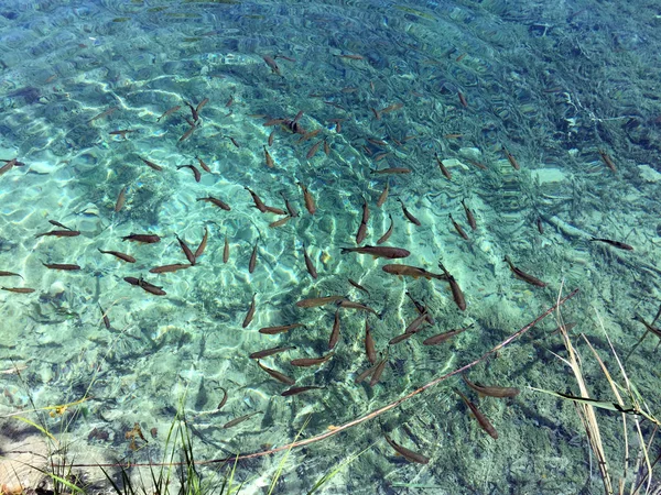 Plitvice Gölleri Milli Parkı Veya Nacionalni Park Flora Fauna Unesco — Stok fotoğraf