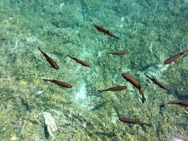 Flora Fauna Plitvice Lakes National Park Nacionalni Park Plitvicka Jezera — Stock Photo, Image