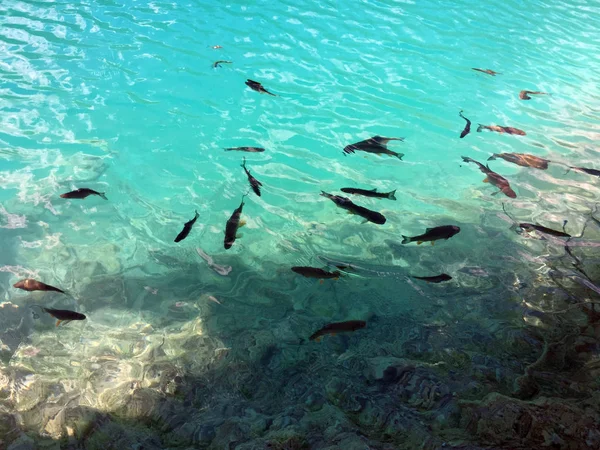 Flóra Fauna Národním Parku Plitvická Jezera Nebo Nacionalni Park Plitviicka — Stock fotografie