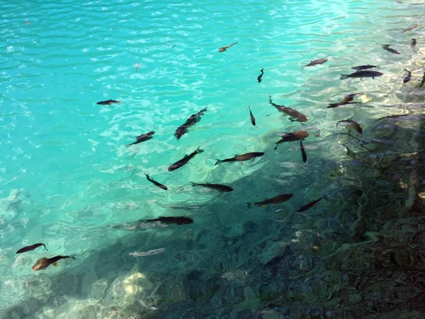 Flora Und Fauna Der Plitvicer Seen Nationalpark Oder Nacionalni Park — Stockfoto