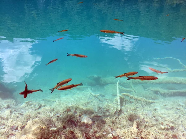 Flóra Fauna Národním Parku Plitvická Jezera Nebo Nacionalni Park Plitviicka — Stock fotografie