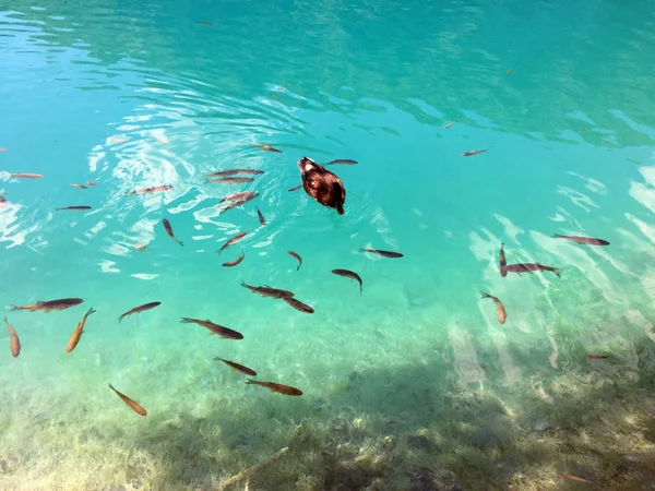 Plitvice Gölleri Milli Parkı Veya Nacionalni Park Flora Fauna Unesco — Stok fotoğraf