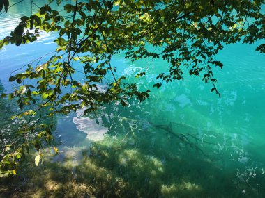 Plitvice Gölleri Milli Parkı veya Nacionalni Park 'ın Flora ve fauna, UNESCO doğal dünya mirası olan Plitvicka Jezera-Plitvica, Hırvatistan