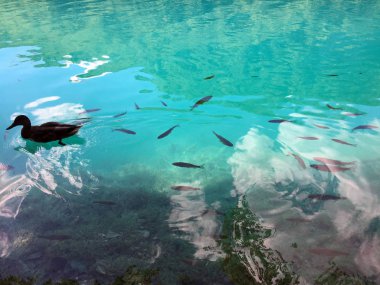 Plitvice Gölleri Milli Parkı veya Nacionalni Park 'ın Flora ve fauna, UNESCO doğal dünya mirası olan Plitvicka Jezera-Plitvica, Hırvatistan