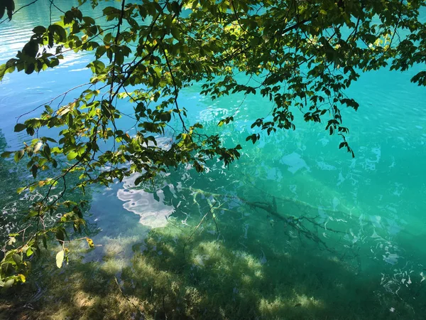 プリトヴィツェ湖群国立公園または Nacionalni 公園の動植物 Plitvicka Jezera ユネスコの自然世界遺産 プリトヴィツァ クロアチア — ストック写真