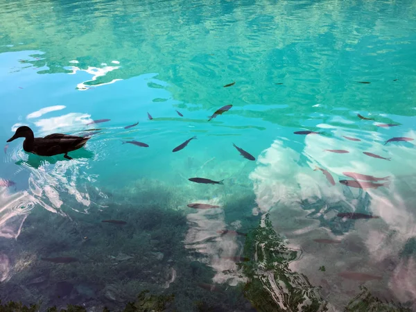 Plitvice Gölleri Milli Parkı Veya Nacionalni Park Flora Fauna Unesco — Stok fotoğraf