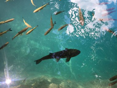 Plitvice Gölleri Milli Parkı veya Nacionalni Park 'ın Flora ve fauna, UNESCO doğal dünya mirası olan Plitvicka Jezera-Plitvica, Hırvatistan