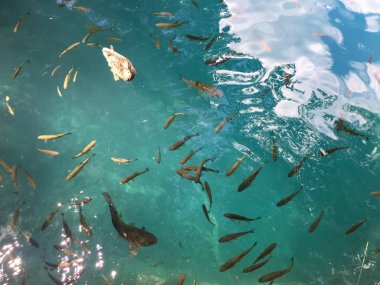 Plitvice Gölleri Milli Parkı veya Nacionalni Park 'ın Flora ve fauna, UNESCO doğal dünya mirası olan Plitvicka Jezera-Plitvica, Hırvatistan