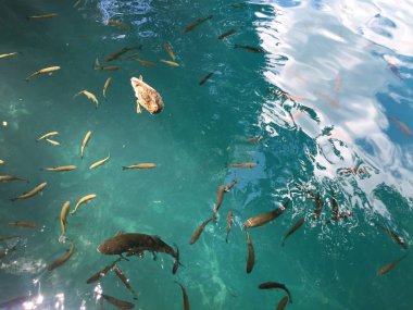 Plitvice Gölleri Milli Parkı veya Nacionalni Park 'ın Flora ve fauna, UNESCO doğal dünya mirası olan Plitvicka Jezera-Plitvica, Hırvatistan