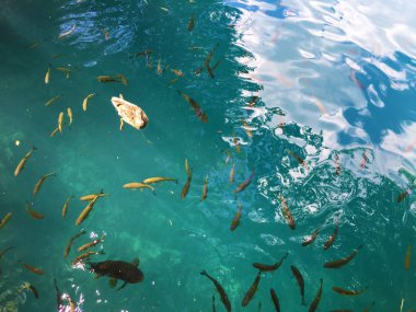 Plitvice Gölleri Milli Parkı veya Nacionalni Park 'ın Flora ve fauna, UNESCO doğal dünya mirası olan Plitvicka Jezera-Plitvica, Hırvatistan