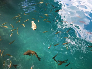 Plitvice Gölleri Milli Parkı veya Nacionalni Park 'ın Flora ve fauna, UNESCO doğal dünya mirası olan Plitvicka Jezera-Plitvica, Hırvatistan