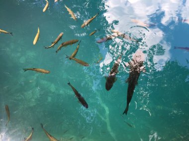 Plitvice Gölleri Milli Parkı veya Nacionalni Park 'ın Flora ve fauna, UNESCO doğal dünya mirası olan Plitvicka Jezera-Plitvica, Hırvatistan