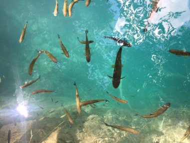 Plitvice Gölleri Milli Parkı veya Nacionalni Park 'ın Flora ve fauna, UNESCO doğal dünya mirası olan Plitvicka Jezera-Plitvica, Hırvatistan