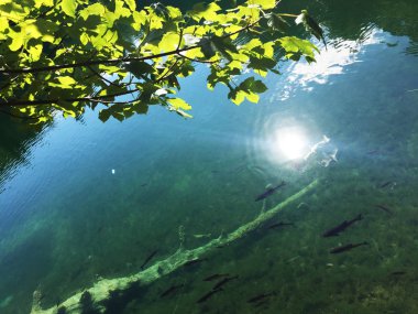 Plitvice Gölleri Milli Parkı veya Nacionalni Park 'ın Flora ve fauna, UNESCO doğal dünya mirası olan Plitvicka Jezera-Plitvica, Hırvatistan