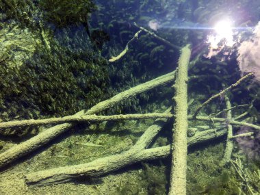 Plitvice Gölleri Milli Parkı veya Nacionalni Park 'ın Flora ve fauna, UNESCO doğal dünya mirası olan Plitvicka Jezera-Plitvica, Hırvatistan