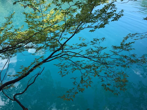 Flora Dan Fauna Taman Nasional Plitvice Lakes Atau Taman Nacionalni — Stok Foto