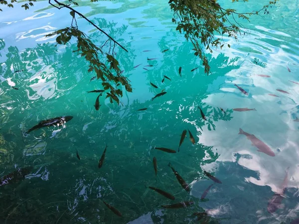 Flóra Fauna Národním Parku Plitvická Jezera Nebo Nacionalni Park Plitviicka — Stock fotografie