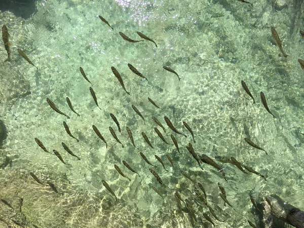 Flóra Fauna Národním Parku Plitvická Jezera Nebo Nacionalni Park Plitviicka — Stock fotografie