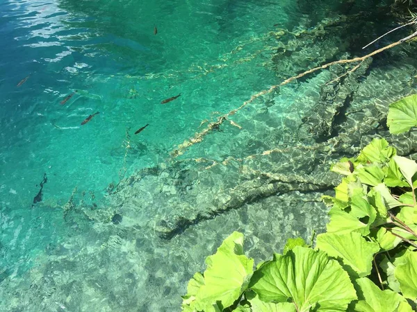 Flora and fauna of Plitvice Lakes National Park or nacionalni park Plitvicka jezera, UNESCO natural world heritage - Plitvica, Croatia