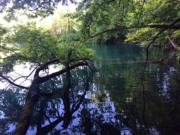 Flore Faune Parc National Des Lacs Plitvice Parc Nacionalni Plitvicka — Photo