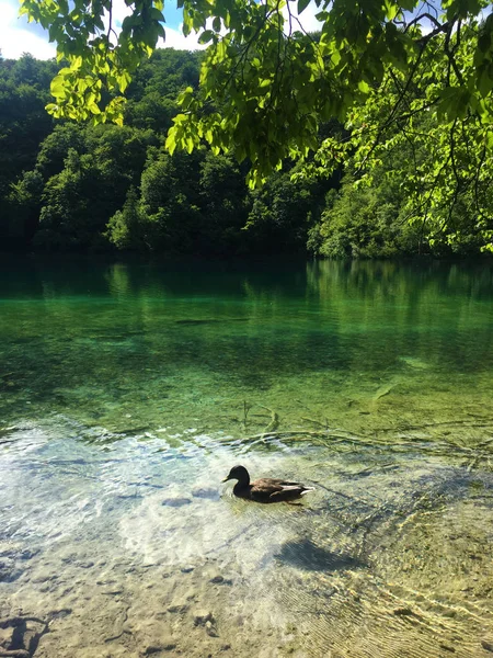 プリトヴィツェ湖群国立公園または Nacionalni 公園の風景 Plitvicka Jezera ユネスコ自然世界遺産 プリトヴィツァ クロアチア — ストック写真