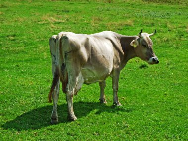 Alpstein Sıradağları yamaçlarının çayırları üzerinde inekler-St. Gallen Kantonu, Isviçre